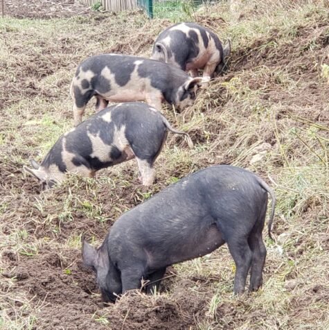 Rooting pigs