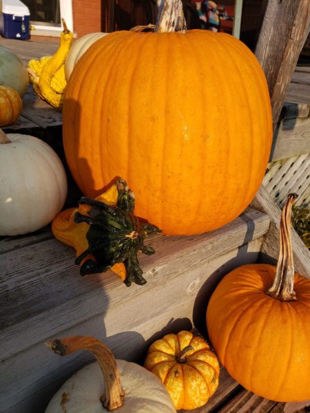 Stellmar Farm pumpkins