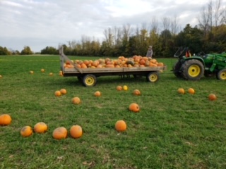A wagon of pumpkins at Stellmar Farm