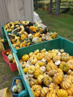 Boxes of pumpkins at Stellmar Farm