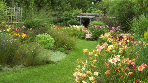 garden path through summer daylillies