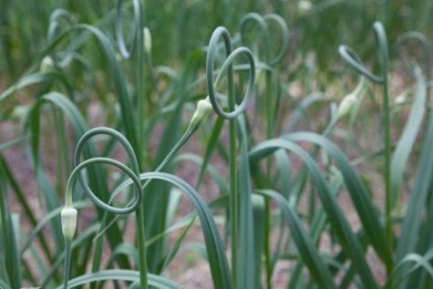 curling garlic scapes