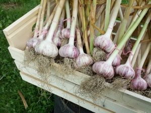 garlic in box