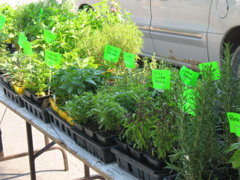 potted plants at market stand