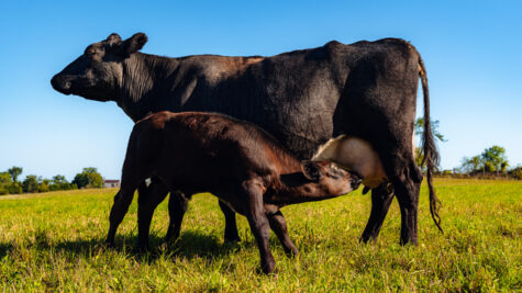 beef calf suckling cow