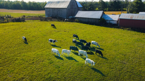 cows in field beside barn