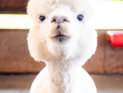 Improving alpaca fleece quality through nutrition