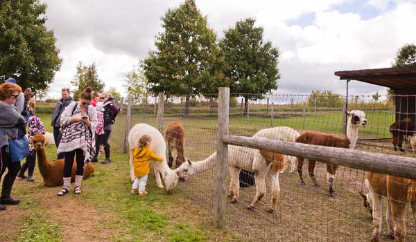 People gather next to a heard of alpacas at an alpaca farm.