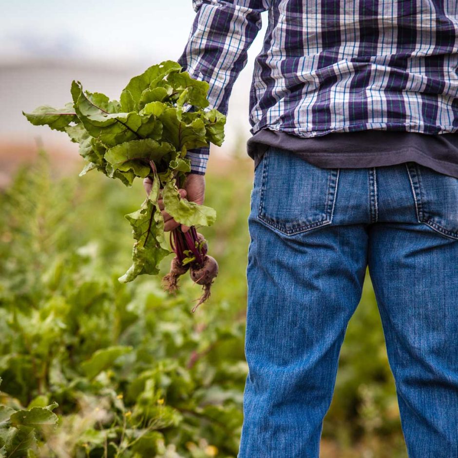 A farmer stands holding freshly pulled beets