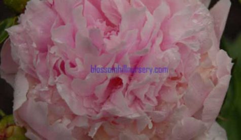 Close-up of a pink flower. The URL BlossomHillNursery.com is displayed on the flower