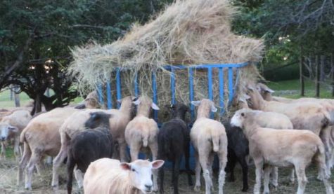 Collection of sheep eating hay