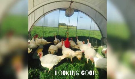 Chickens in a field. Text on the picture reads "Looking Good."