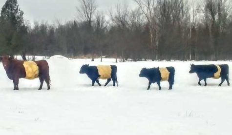 Cows in a wintery field