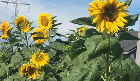 Sunflowers outside