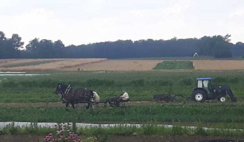 A horse-pulled buggy amidst a farmers field