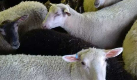 Close-up of white and black sheep