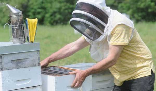 A beekeeper managers their beehives