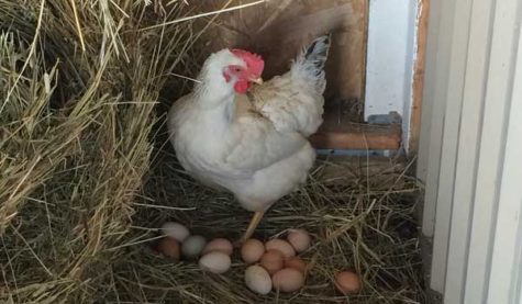 A chicken with eggs