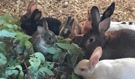 Close-up of family of rabbits