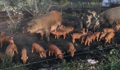 Pigs and piglets in the mud