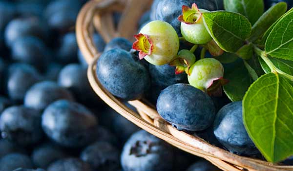 Wilson's Fresh Blueberries Inc. - Kawartha Choice FarmFresh