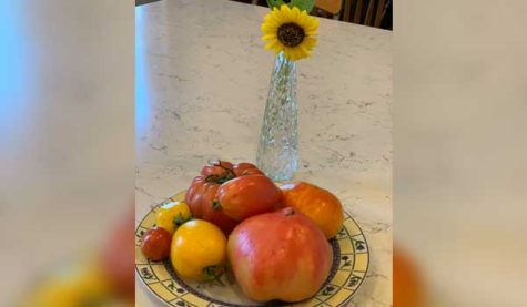 Tomatoes at the base of a vase with a sunflower in it