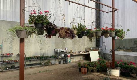 A series of hanging plants