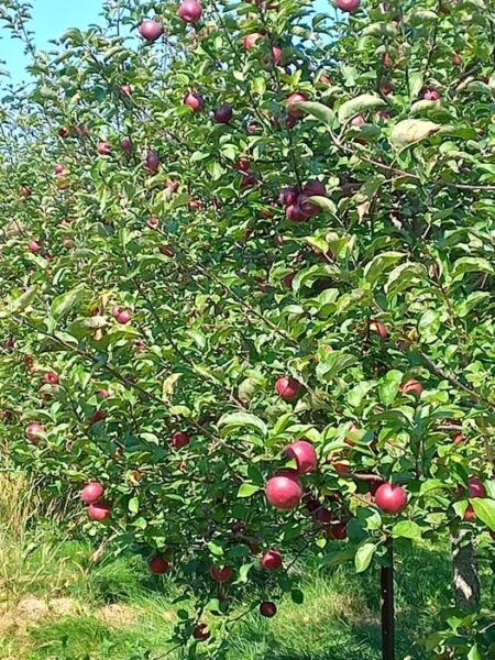 Apple tree with red apples