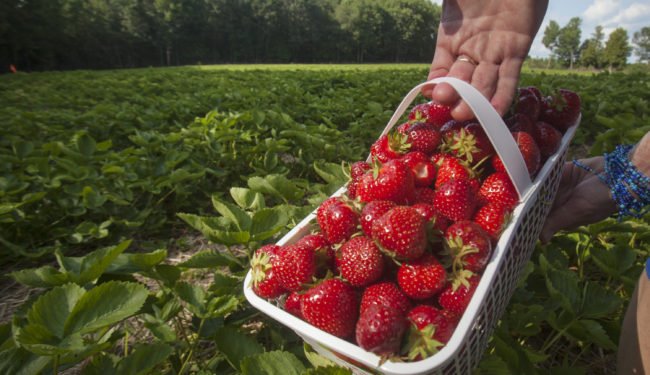 Fresh picked strawberries in basket