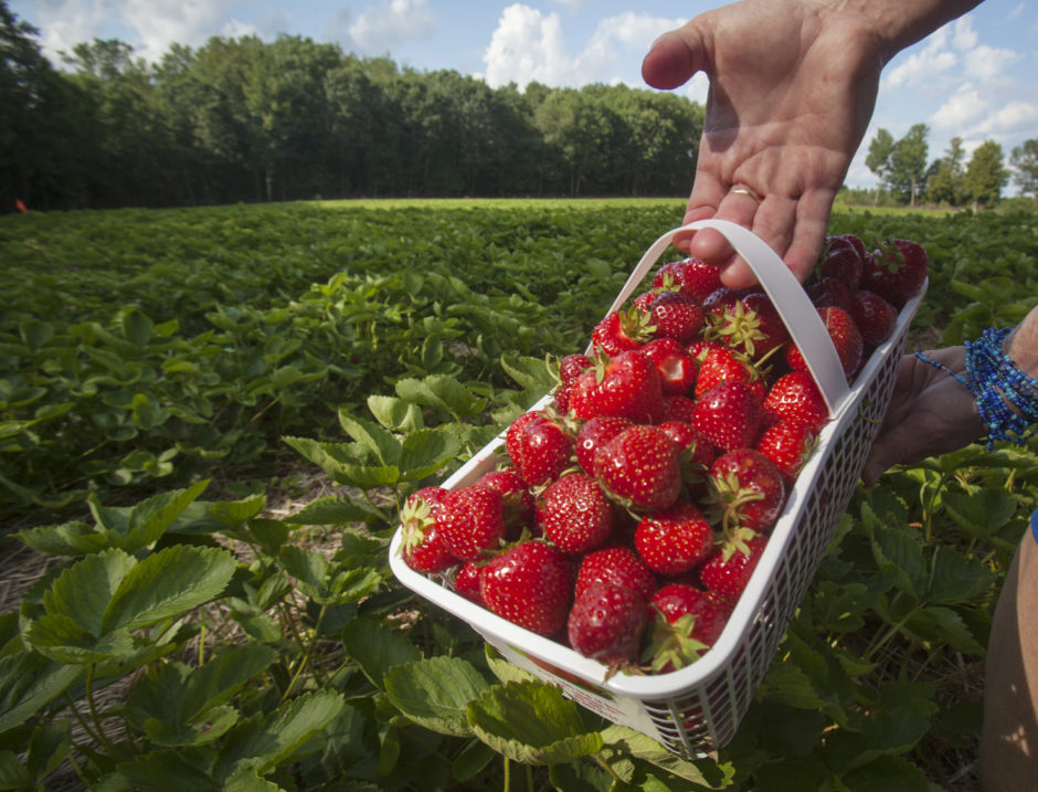 Fresh picked strawberries in basket
