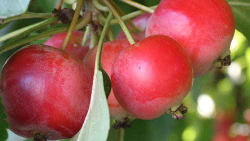 Crabapples