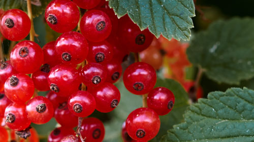 Currants