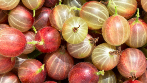 Gooseberries
