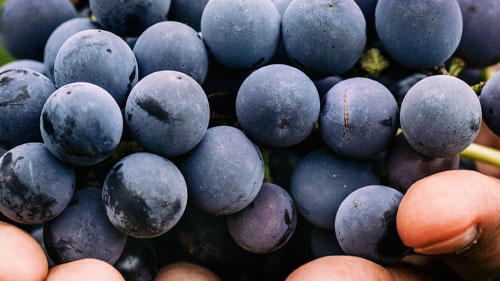 Grapes