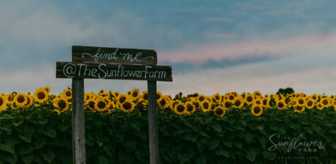 Find Me sign sunflower field