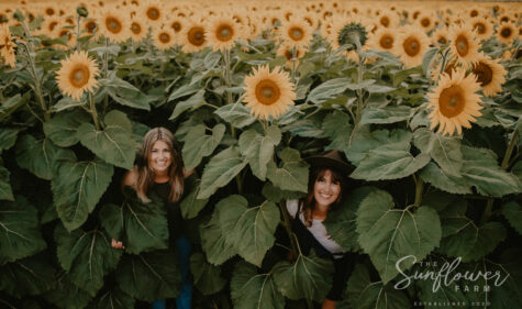 Hiding in the sunflowers