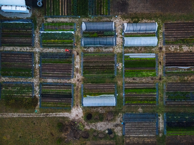 Aerial view of vegetable farm
