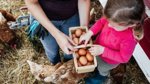 Adult and child collecting chicken eggs