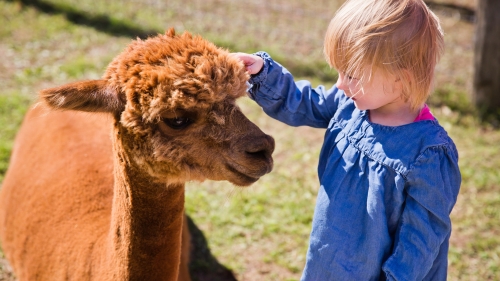 Young child petting alpaca on the head