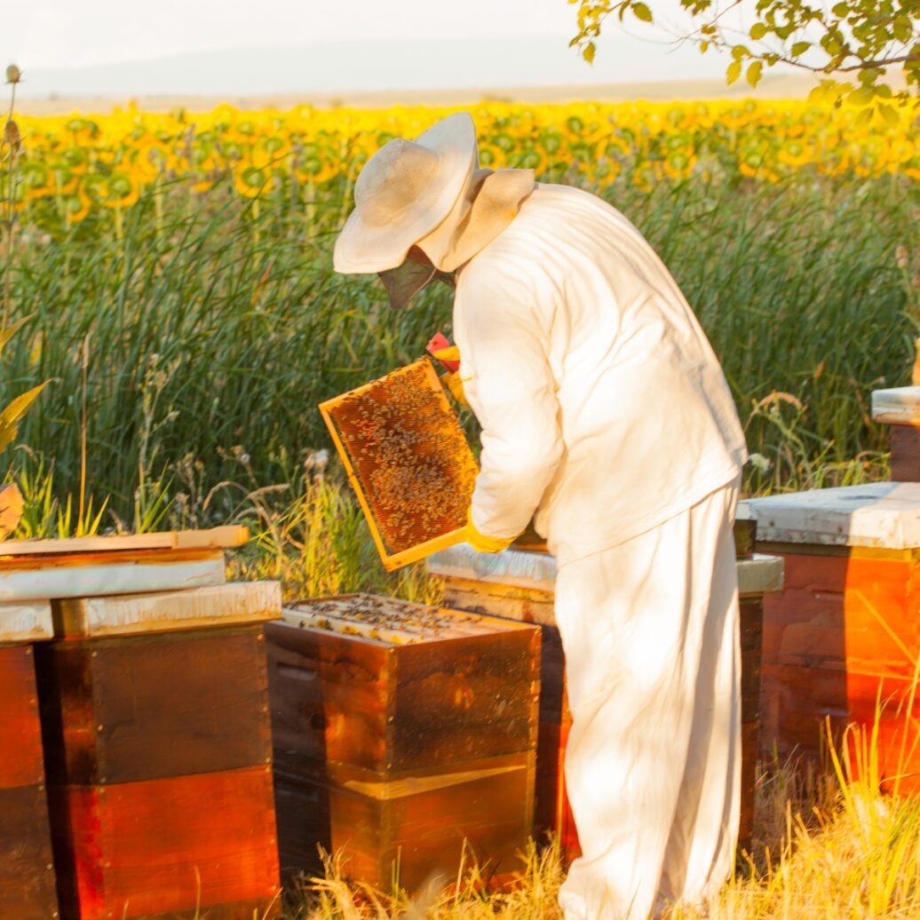 beekeeper in full gear checking red beehives