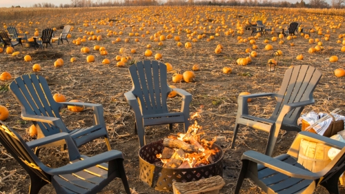 A bonfire surrounded by Muskoka chairs in a field of orange pumpkins