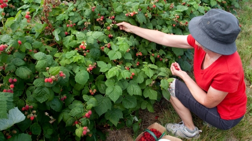 Person wearing red and picking red raspberries off a bush