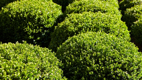 Round green shrubs