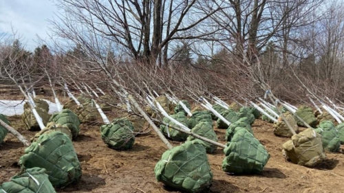 Trees dug up, with burlap wrapped around their roots, ready to be sold