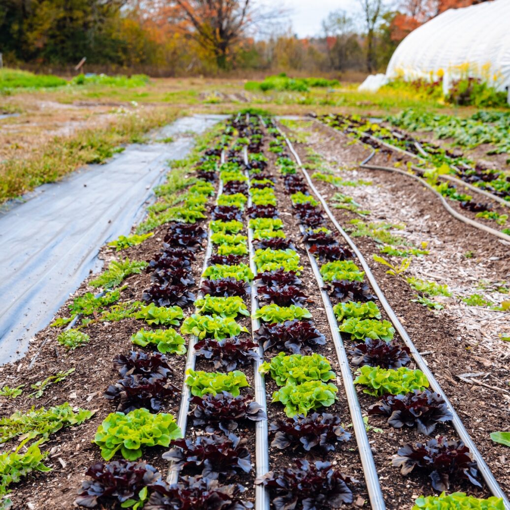 dark purple and light green lettuce plants growing in a field with drip irrigation between rows