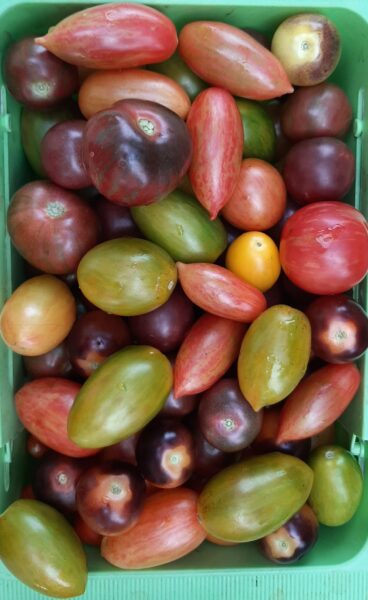 Heirloom tomatoes in a large green container.
