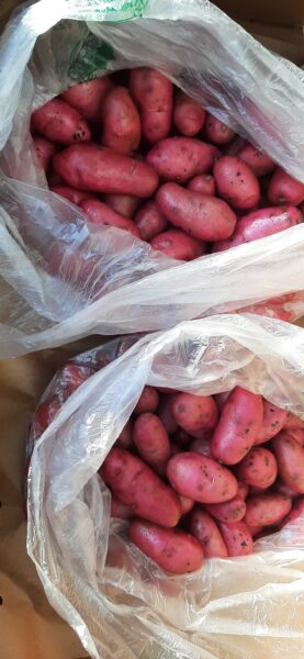 Red potatoes in two big plastic bags.