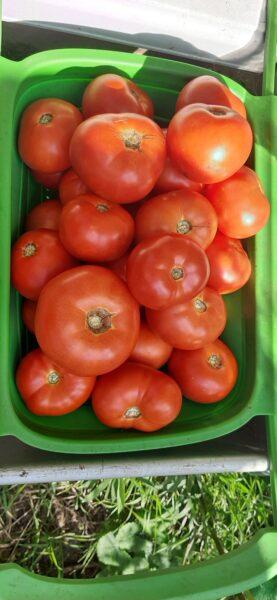 Red tomatoes inside of a green container.